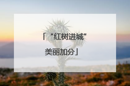 “红树进城” 美丽加分
