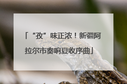 “孜”味正浓！新疆阿拉尔市奏响夏收序曲