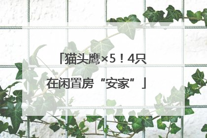 猫头鹰×5！4只在闲置房“安家”