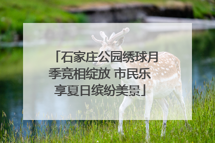 石家庄公园绣球月季竞相绽放 市民乐享夏日缤纷美景