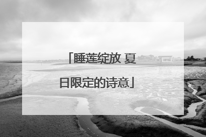 睡莲绽放 夏日限定的诗意