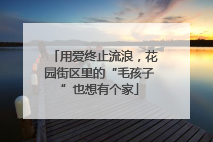 用爱终止流浪，花园街区里的“毛孩子”也想有个家