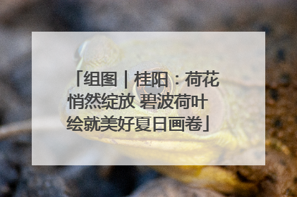 组图｜桂阳：荷花悄然绽放 碧波荷叶绘就美好夏日画卷