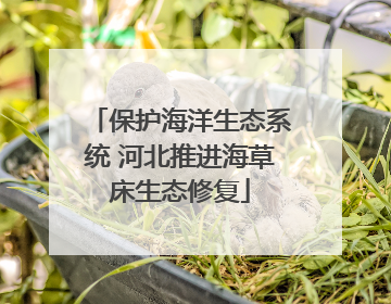 保护海洋生态系统 河北推进海草床生态修复