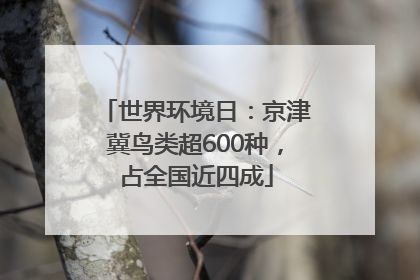 世界环境日：京津冀鸟类超600种，占全国近四成