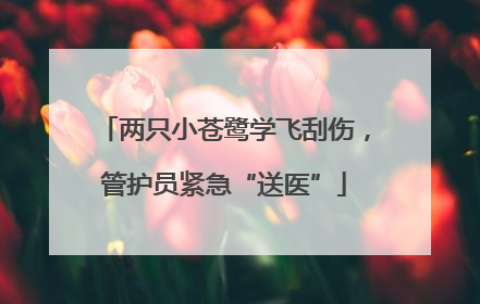 两只小苍鹭学飞刮伤，管护员紧急“送医”