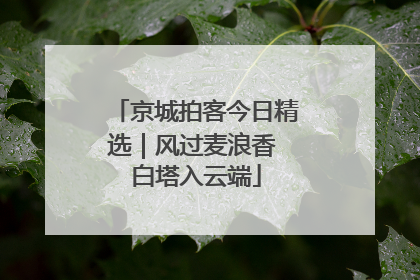 京城拍客今日精选｜风过麦浪香 白塔入云端