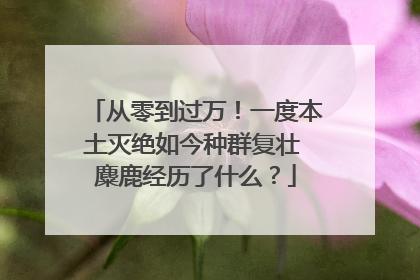 从零到过万！一度本土灭绝如今种群复壮 麋鹿经历了什么？