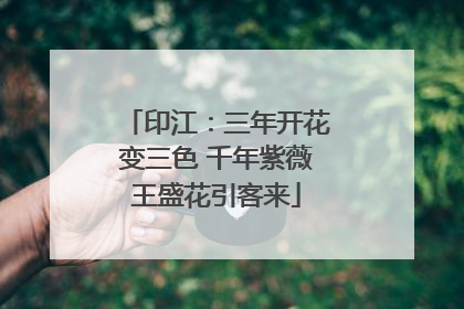 印江：三年开花变三色 千年紫薇王盛花引客来