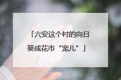 六安这个村的向日葵成花市“宠儿”