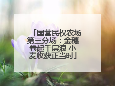 国营民权农场第三分场：金穗卷起千层浪 小麦收获正当时