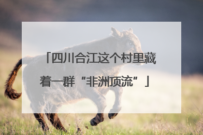 四川合江这个村里藏着一群“非洲顶流”