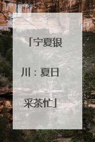 宁夏银川：夏日采茶忙