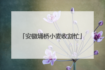 安徽埇桥小麦收割忙