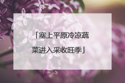 塞上平原冷凉蔬菜进入采收旺季