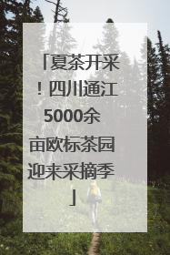 夏茶开采！四川通江5000余亩欧标茶园迎来采摘季