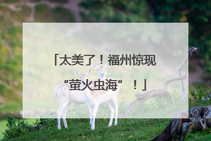 太美了！福州惊现“萤火虫海”！