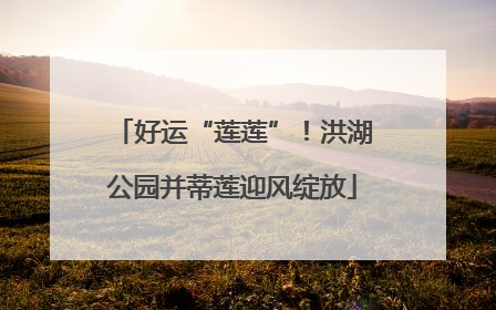 好运“莲莲”！洪湖公园并蒂莲迎风绽放