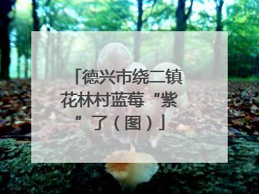 德兴市绕二镇花林村蓝莓“紫”了（图）