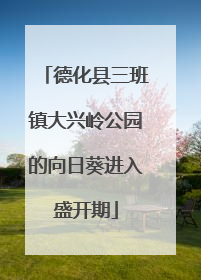 德化县三班镇大兴岭公园的向日葵进入盛开期