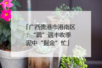 广西贵港市港南区：“藕”遇丰收季 泥中“掘金”忙