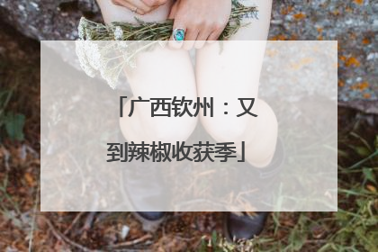 广西钦州：又到辣椒收获季