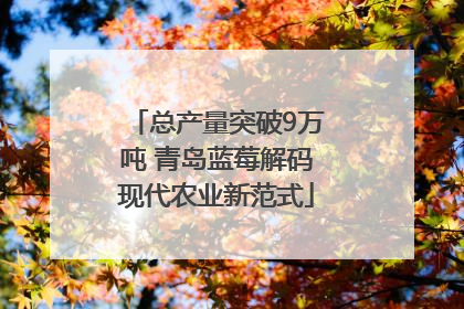 总产量突破9万吨 青岛蓝莓解码现代农业新范式