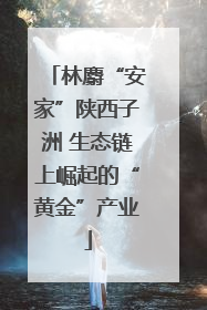 林麝“安家”陕西子洲 生态链上崛起的“黄金”产业