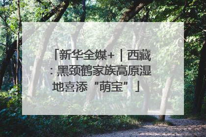 新华全媒+｜西藏：黑颈鹤家族高原湿地喜添“萌宝”