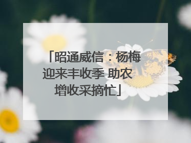 昭通威信：杨梅迎来丰收季 助农增收采摘忙