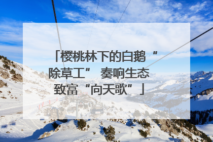 樱桃林下的白鹅“除草工” 奏响生态致富“向天歌”