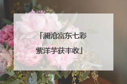 澜沧富东七彩紫洋芋获丰收