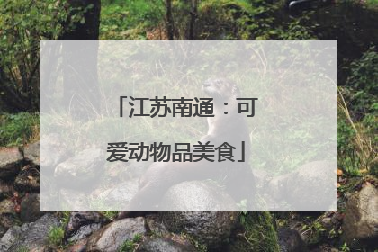 江苏南通：可爱动物品美食