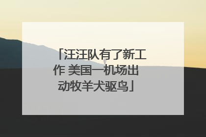 汪汪队有了新工作 美国一机场出动牧羊犬驱鸟
