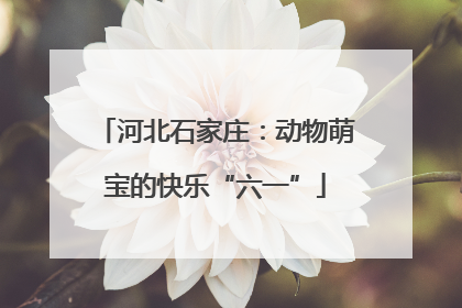 河北石家庄：动物萌宝的快乐“六一”