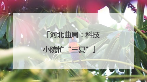河北曲周：科技小院忙“三夏”