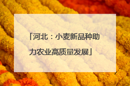 河北：小麦新品种助力农业高质量发展