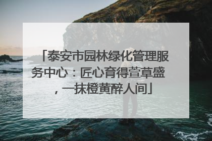 泰安市园林绿化管理服务中心：匠心育得萱草盛，一抹橙黄醉人间