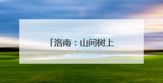 洛南：山间树上栖息百余只苍鹭