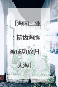 海南三亚：糙齿海豚被成功放归大海