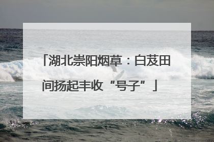 湖北崇阳烟草：白芨田间扬起丰收“号子”