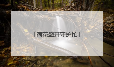 荷花盛开守护忙