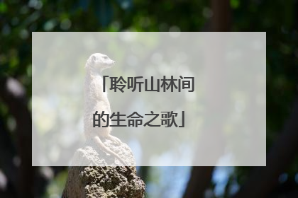 聆听山林间的生命之歌