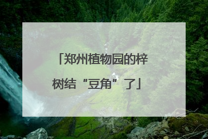 郑州植物园的梓树结“豆角”了