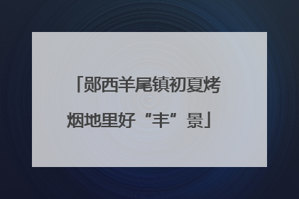 郧西羊尾镇初夏烤烟地里好“丰”景