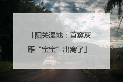 阳关湿地：首窝灰雁“宝宝”出窝了