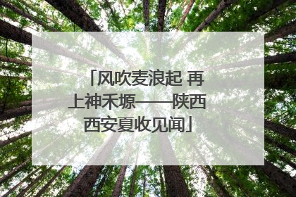 风吹麦浪起 再上神禾塬——陕西西安夏收见闻