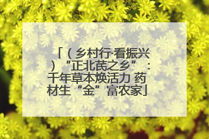 （乡村行·看振兴）“正北芪之乡”：千年草本焕活力 药材生“金”富农家